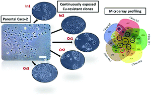 Graphical abstract: Gene expression profiling of copper-resistant Caco-2 clones