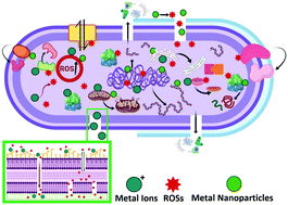 Graphical abstract: A systematic review of the interaction and effects generated by antimicrobial metallic substituents in bone tissue engineering