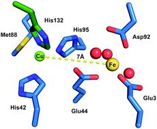 Graphical abstract: A copper site is required for iron transport by the periplasmic proteins P19 and FetP