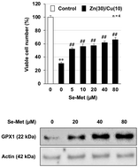 Graphical abstract: Seleno-l-methionine suppresses copper-enhanced zinc-induced neuronal cell death via induction of glutathione peroxidase