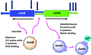 Graphical abstract: Diversity, structure and regulation of microbial metallothionein: metal resistance and possible applications in sequestration of toxic metals