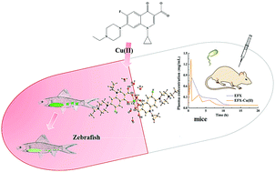 Graphical abstract: Structural characterization and pharmacological assessment in vitro/in vivo of a new copper(ii)-based derivative of enrofloxacin