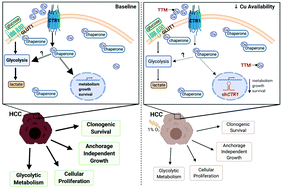 Graphical abstract: Altered copper homeostasis underlies sensitivity of hepatocellular carcinoma to copper chelation