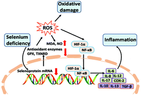 Graphical abstract: Se deficiency induces renal pathological changes by regulating selenoprotein expression, disrupting redox balance, and activating inflammation