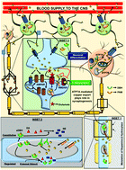 Graphical abstract: Neuron-glia: understanding cellular copper homeostasis, its cross-talk and their contribution towards neurodegenerative diseases