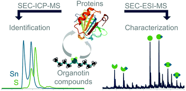 Graphical abstract: A mass spectrometry-based approach gives new insight into organotin–protein interactions