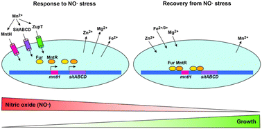 Graphical abstract: Manganese import protects Salmonella enterica serovar Typhimurium against nitrosative stress