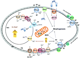 Graphical abstract: Plasma membrane H+ pump at a crossroads of acidic and iron stresses in yeast-to-hypha transition