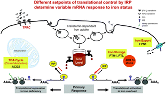 Graphical abstract: Differential translational control of 5′ IRE-containing mRNA in response to dietary iron deficiency and acute iron overload