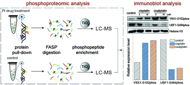 Graphical abstract: Proteomic analysis of cisplatin- and oxaliplatin-induced phosphorylation in proteins bound to Pt–DNA adducts