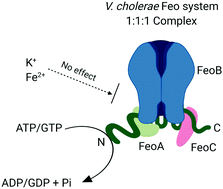 Graphical abstract: Vibrio cholerae FeoB hydrolyzes ATP and GTP in vitro in the absence of stimulatory factors