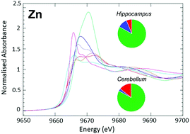 Graphical abstract: Revealing differences in the chemical form of zinc in brain tissue using K-edge X-ray absorption near-edge structure spectroscopy