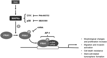 Graphical abstract: FRA1 is essential for the maintenance of the oncogenic phenotype induced by in vitro long-term arsenic exposure