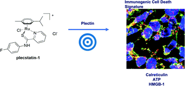 Graphical abstract: Plecstatin-1 induces an immunogenic cell death signature in colorectal tumour spheroids