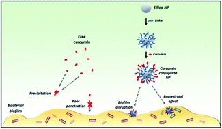 Graphical abstract: Enhancing curcumin's solubility and antibiofilm activity via silica surface modification