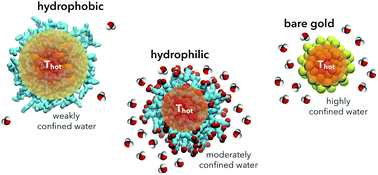 Graphical abstract: Water dynamics affects thermal transport at the surface of hydrophobic and hydrophilic irradiated nanoparticles