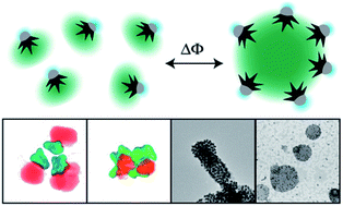 Graphical abstract: Self-assembly of Janus Au:Fe3O4 branched nanoparticles. From organized clusters to stimuli-responsive nanogel suprastructures