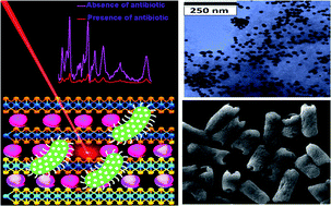 Graphical abstract: A WS2-gold nanoparticle heterostructure-based novel SERS platform for the rapid identification of antibiotic-resistant pathogens
