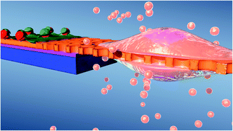 Graphical abstract: Use of nanosphere self-assembly to pattern nanoporous membranes for the study of extracellular vesicles