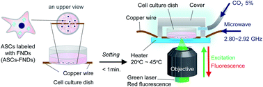 Graphical abstract: A quantum thermometric sensing and analysis system using fluorescent nanodiamonds for the evaluation of living stem cell functions according to intracellular temperature