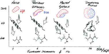 Graphical abstract: An integrative toolbox to unlock the structure and dynamics of protein–surfactant complexes