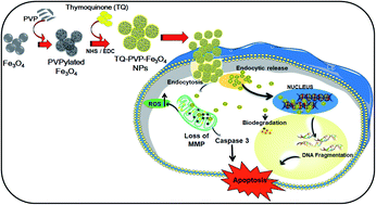 Graphical abstract: Synergetic effects of thymoquinone-loaded porous PVPylated Fe3O4 nanostructures for efficient pH-dependent drug release and anticancer potential against triple-negative cancer cells