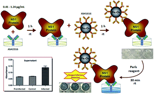 Graphical abstract: A magnetic immunoconjugate nanoplatform for easy colorimetric detection of the NS1 protein of dengue virus in infected serum
