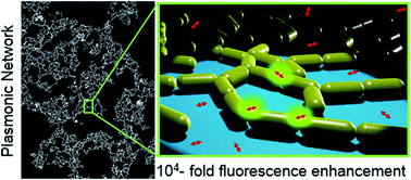 Graphical abstract: In situ modulation of gold nanorod's surface charge drives the growth of end-to-end assemblies from dimers to large networks that enhance single-molecule fluorescence by 10 000-fold
