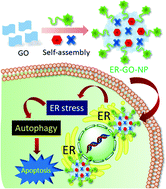 Graphical abstract: Inducing endoplasmic reticulum stress in cancer cells using graphene oxide-based nanoparticles