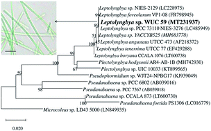 Graphical abstract: Biogenic synthesis of silver nanoparticles using cyanobacterium Leptolyngbya sp. WUC 59 cell-free extract and their effects on bacterial growth and seed germination