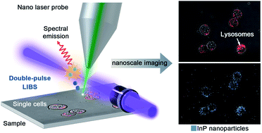 Graphical abstract: Nanoscale laser-induced breakdown spectroscopy imaging reveals chemical distribution with subcellular resolution