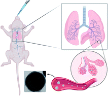 Graphical abstract: Biokinetics and clearance of inhaled gold ultrasmall-in-nano architectures