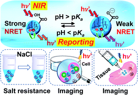 Graphical abstract: Highly swelling pH-responsive microgels for dual mode near infra-red fluorescence reporting and imaging