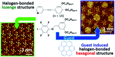 Graphical abstract: Dynamic host–guest behavior in halogen-bonded two-dimensional molecular networks investigated by scanning tunneling microscopy at the solid/liquid interface