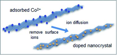 Graphical abstract: Diffusion doping of cobalt in rod-shape anatase TiO2 nanocrystals leads to antiferromagnetism