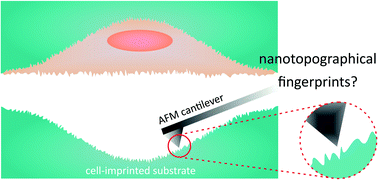 Graphical abstract: Cell-imprinted substrates: in search of nanotopographical fingerprints that guide stem cell differentiation