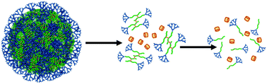 Graphical abstract: Designing single trigger/dual-response release and degradation into amine-functional hyperbranched-polydendron nanoprecipitates