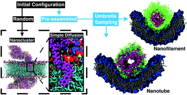 Graphical abstract: The interaction of supramolecular anticancer drug amphiphiles with phospholipid membranes