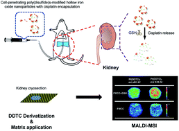 Graphical abstract: Mass spectrometry imaging and monitoring of in vivo glutathione-triggered cisplatin release from nanoparticles in the kidneys