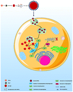 Graphical abstract: A slow, efficient and safe nanoplatform of tailored ZnS QD-mycophenolic acid conjugates for in vitro drug delivery against dengue virus 2 genome replication