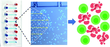 Graphical abstract: Risk assessment on-a-chip: a cell-based microfluidic device for immunotoxicity screening