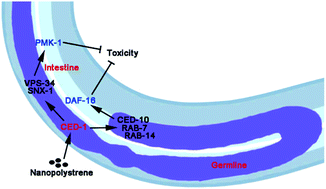 Graphical abstract: Response of G protein-coupled receptor CED-1 in germline to polystyrene nanoparticles in Caenorhabditis elegans