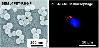 Graphical abstract: Fabrication of polyethylene terephthalate (PET) nanoparticles with fluorescent tracers for studies in mammalian cells