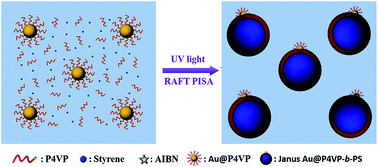 Graphical abstract: Synthesis of Janus Au@BCP nanoparticles via UV light-initiated RAFT polymerization-induced self-assembly