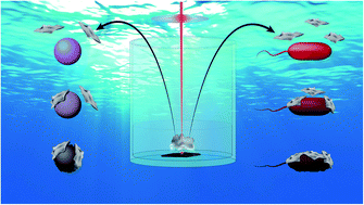 Graphical abstract: Bi2O3 nano-flakes as a cost-effective antibacterial agent