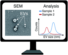 Graphical abstract: Comparison and optimization of nanoscale extracellular vesicle imaging by scanning electron microscopy for accurate size-based profiling and morphological analysis