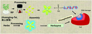 Graphical abstract: Generation of particle assemblies mimicking enzymatic activity by processing of herbal food: the case of rhizoma polygonati and other natural ingredients in traditional Chinese medicine