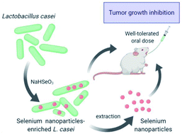 Graphical abstract: Biogenic selenium nanoparticles produced by Lactobacillus casei ATCC 393 inhibit colon cancer cell growth in vitro and in vivo