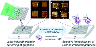 Graphical abstract: Tuning protein adsorption on graphene surfaces via laser-induced oxidation