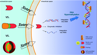 Graphical abstract: The evolution of nucleosidic analogues: self-assembly of prodrugs into nanoparticles for cancer drug delivery